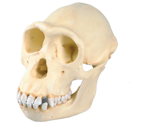 Kranie: Chimpanse Kranie: Chimpanse (771760)