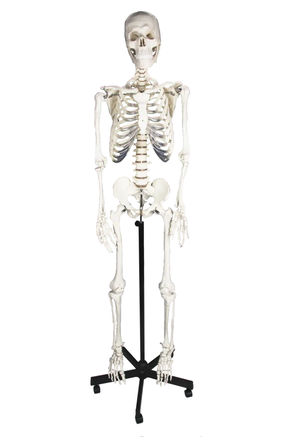 Skjelett, standardutførelse, økonomi  (772016)