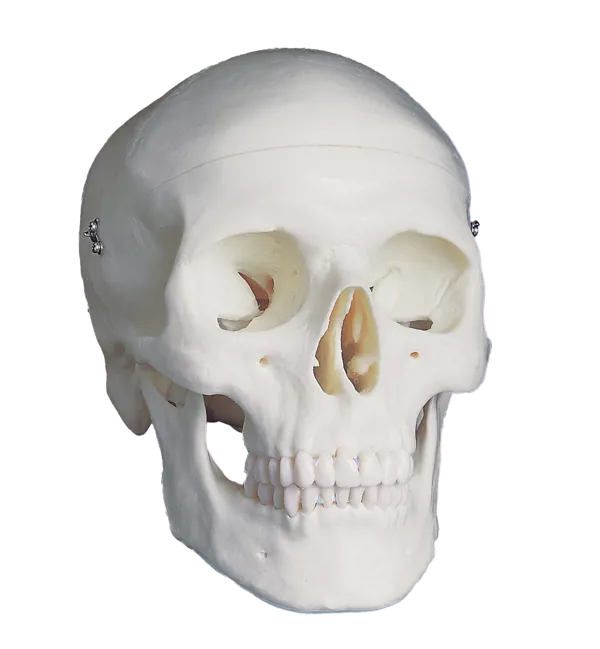 Kranie: Menneske, homo sapiens Kranie: Menneske, homo sapiens (772020)