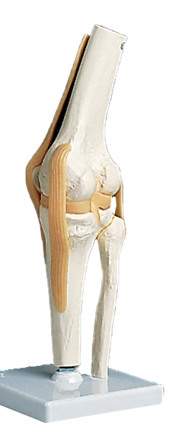 Kneledd, funksjonsmodell  (772082)