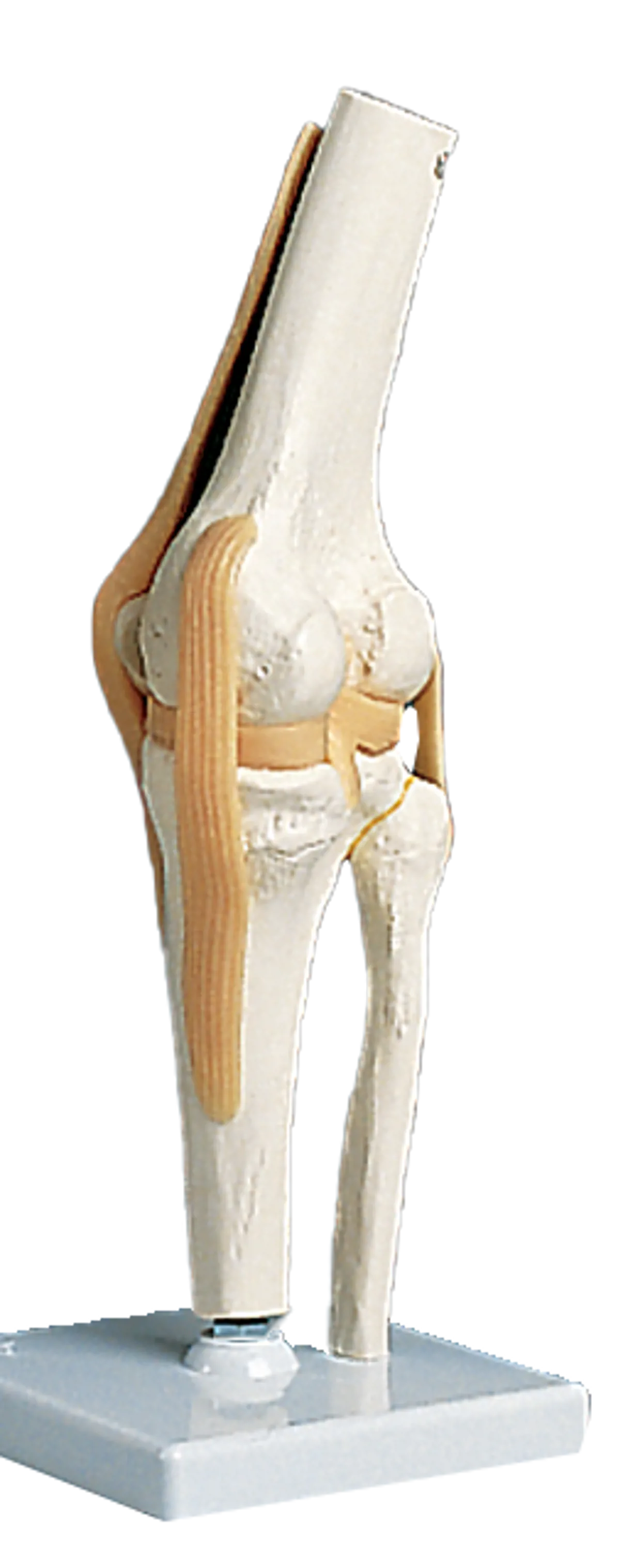 Anatomiske Skjeletter Og Modeller Av Mennesker Frederiksen Scientific anatomiske-skjeletter-og-modeller-av-mennesker-frederiksen-scientific