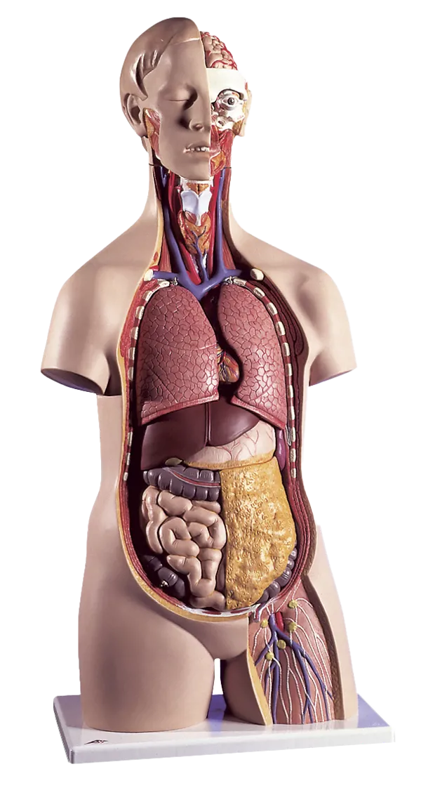 Torso med hode 14 deler  (773013)