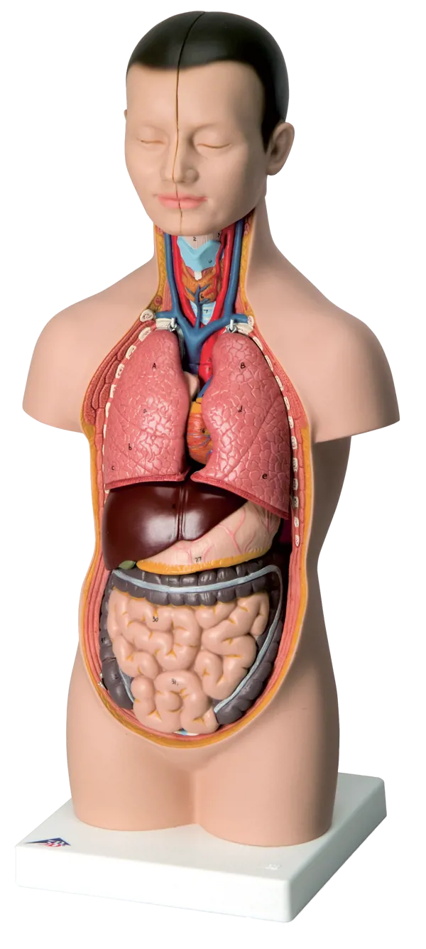 Minitorso 12 deler  (773022)