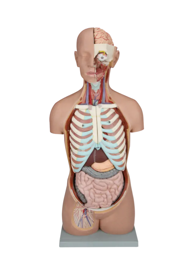 Torso med åpen rygg, 17 deler  (773025)