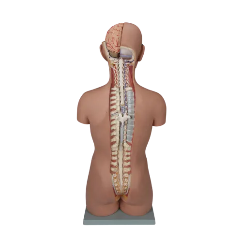 Torso med åben ryg, 17 dele Torso med åben ryg, 17 dele (773025)