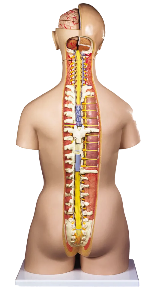 Torso med åpen rygg, 28 deler Torso med åpen rygg, 28 deler (773035)