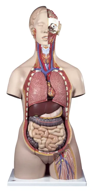 Torso, 2-kønnet, 28 dele  (773035)