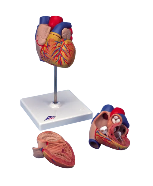 Hjerte, 2 dele, på stativ  (773410)