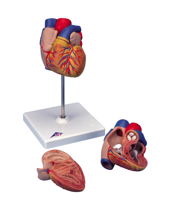 Hjerte, 2 dele, på stativ  (773410)