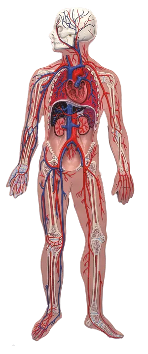 Blodkredsløb, reliefmodel  (773530)