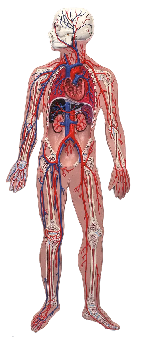 Blodkredsløb, reliefmodel  (773530)