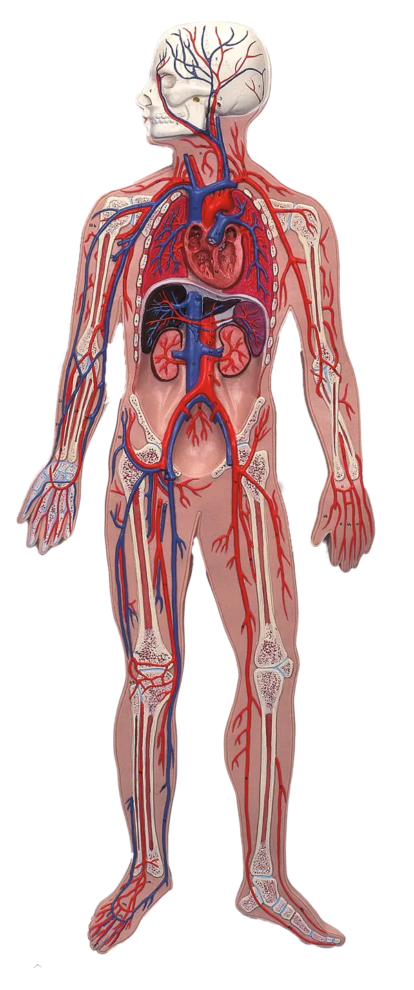 Blodkredsløb, reliefmodel  (773530)