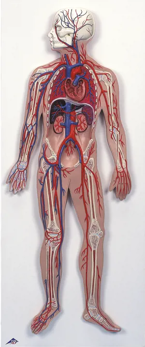 Blodkredsløb, reliefmodel  (773530)