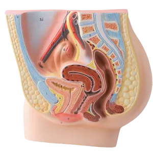 Kvindelige kønsorganer, model  (774202)