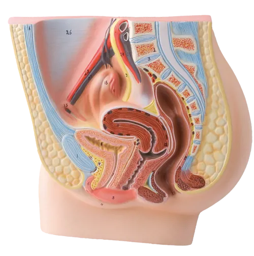 Kvindelige kønsorganer, model  (774202)