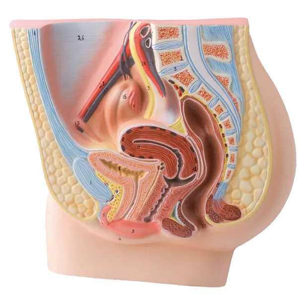 Kvinnelige kjønnsorganer, modell  (774202)