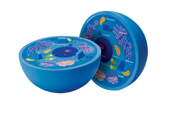 Dyrecelle, skumplastmodell  (774512)