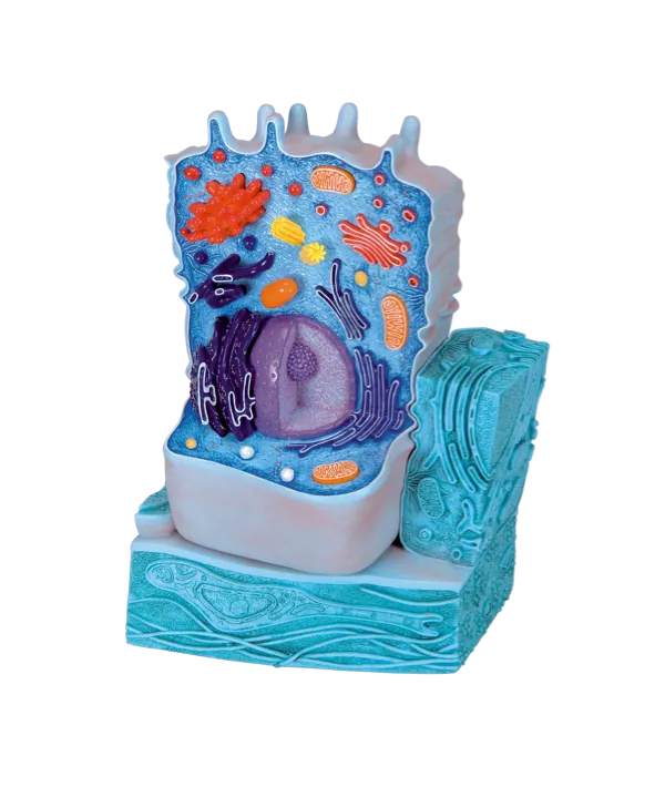 Dyrecelle 3B  (774514)