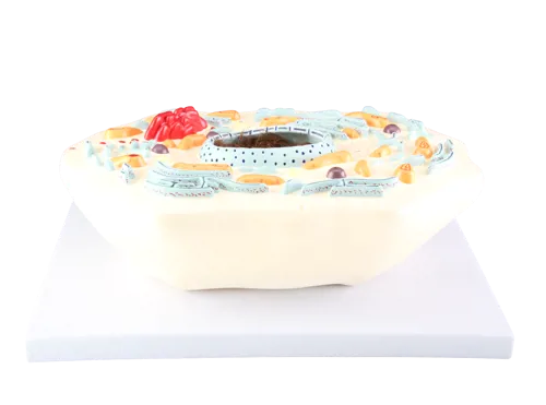 Dyrecelle, standard  (774521)