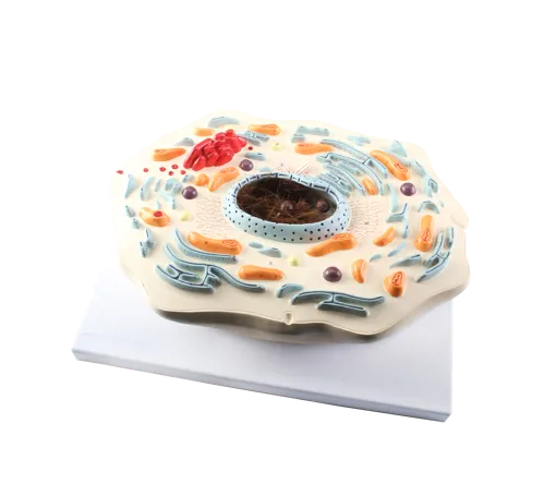 Dyrecelle, standard  (774521)