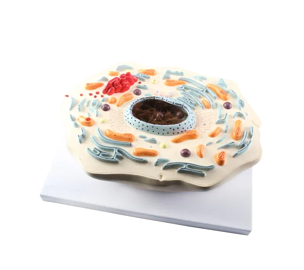 Dyrecelle, standard  (774521)