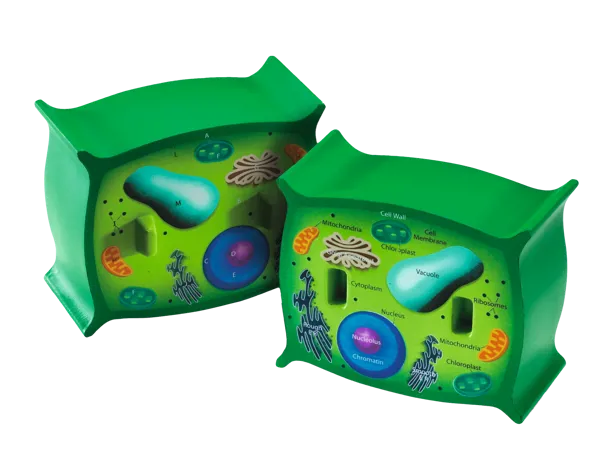 Plantecelle, skumplastmodell  (774562)