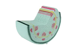Stengel tweezaadlobbig model, klein  (774575)