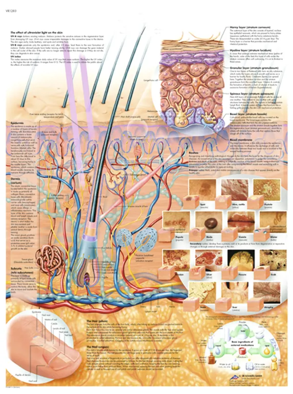 Huden, laminert plakat  (774735)