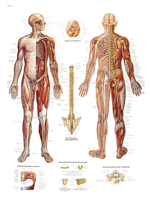 Plakat - Nervesystemet  (774780)