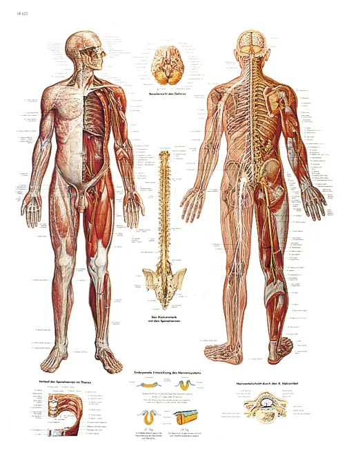 Plakat - Nervesystemet  (774780)