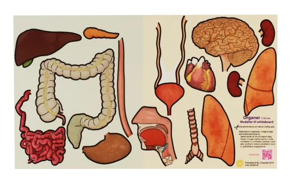 Humane organer, magnetmodell, stor  (774791)