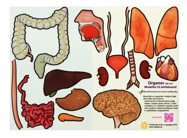 Menneskekroppen, organer, magnetmodell, liten  (774796)