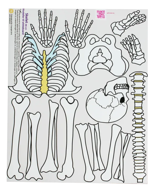 Skjelettet, magnetmodell, liten  (774797)