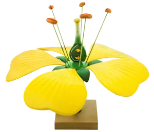 Blomstermodel, tokims  (775025)