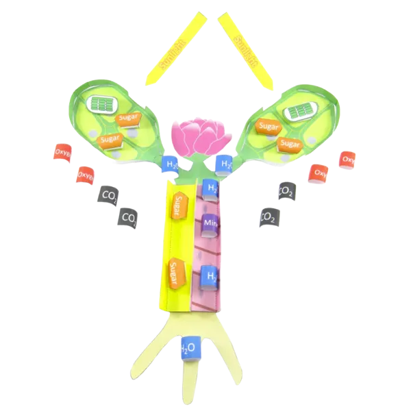 Enkel fotosyntese - Origami Organelles  (776006)