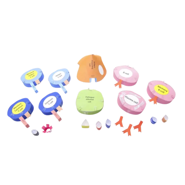 Immunsystemet - Origamisett  (776020)