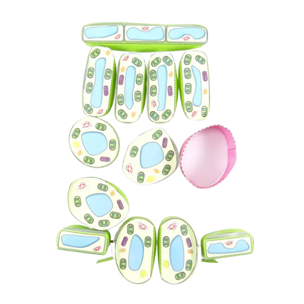 Bladstruktur - Origami Organelles  (776022)