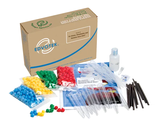 Har løg DNA?  (778075)