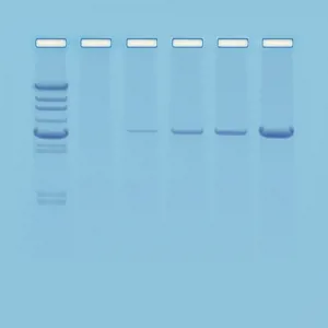 Introduktion til PCR  (778103)