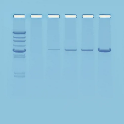 Introduktion til PCR  (778103)