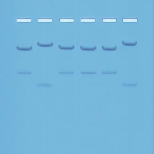 DNA-fingerprinting I  (778109)