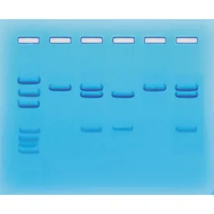 COVID-19 test, RT-PCR, Edvotek 123  (778123)