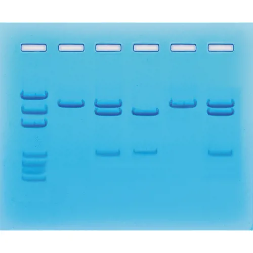 COVID-19 test, RT-PCR, Edvotek 123  (778123)