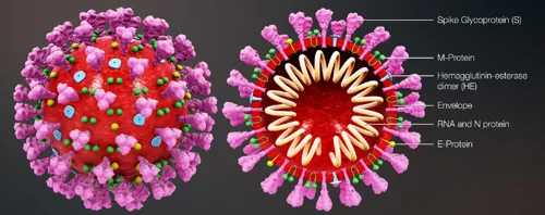 COVID-19 test, RT-PCR, Edvotek 123  (778123)