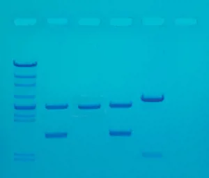 DNA Fingerprinting med PCR, ready-to-load  (778130)