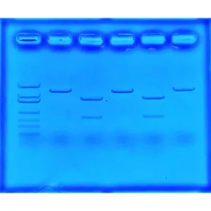 Brug af CRISPR til behandling af cystisk fibrose  (778135)