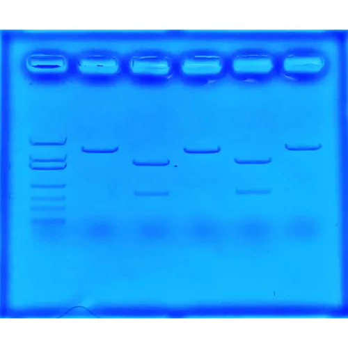 Brug af CRISPR til behandling af cystisk fibrose  (778135)