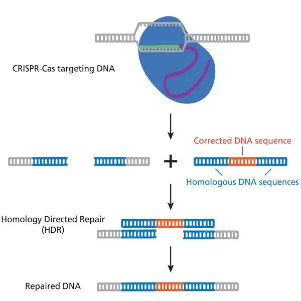 Simulert bruk av CRISPR til behandling av cystisk fibrose  (778135)