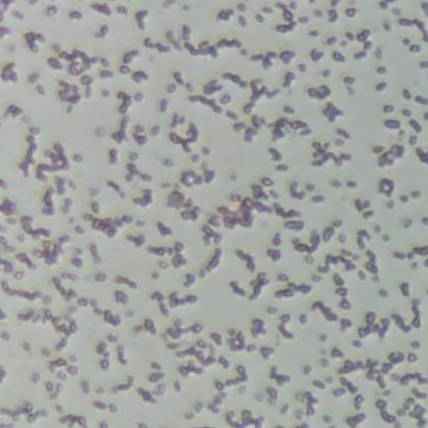 BactoBeads navulling voor 778160 BactoBeads navulling voor 778160 (778160RF)