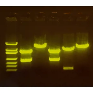 A-maize-ing Editing: Brug af CRISPR til forbedring af afgrød  (778210)